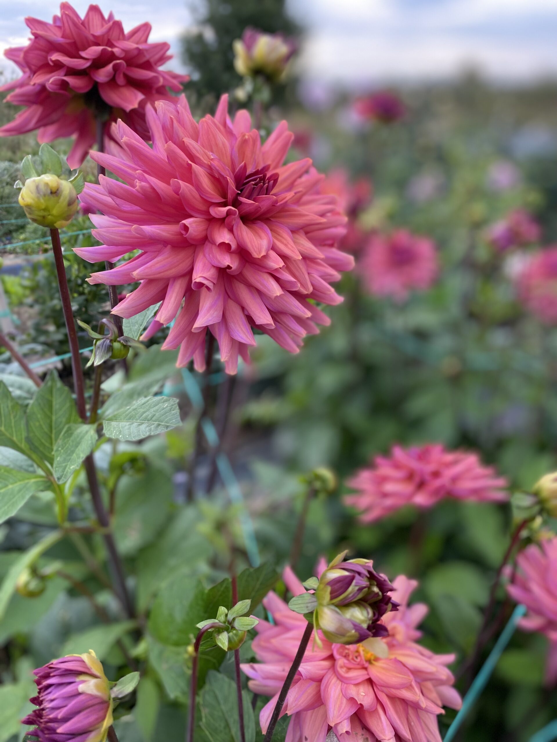 Close up dahlia detail