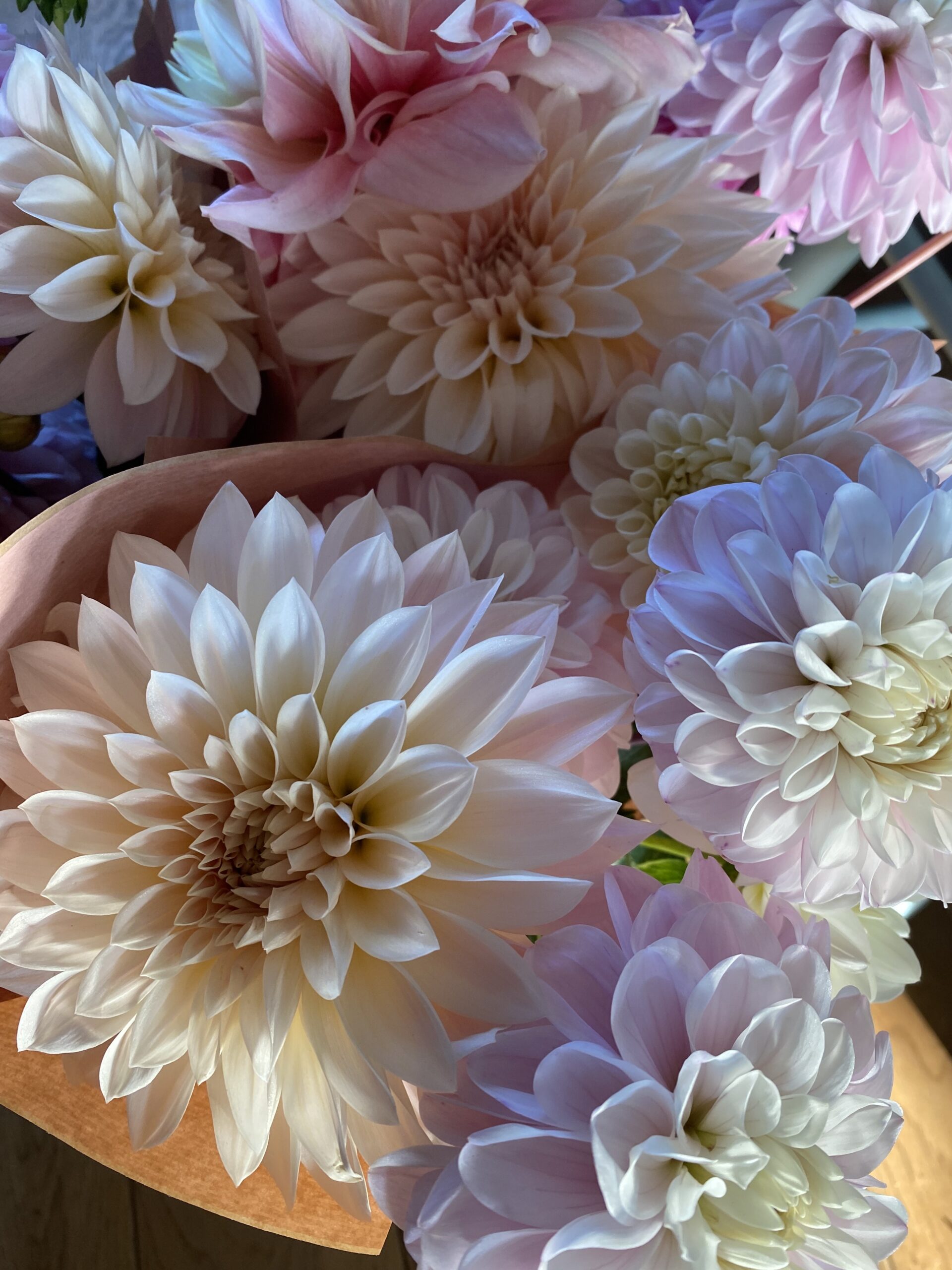 Dahlia varieties in full colour
