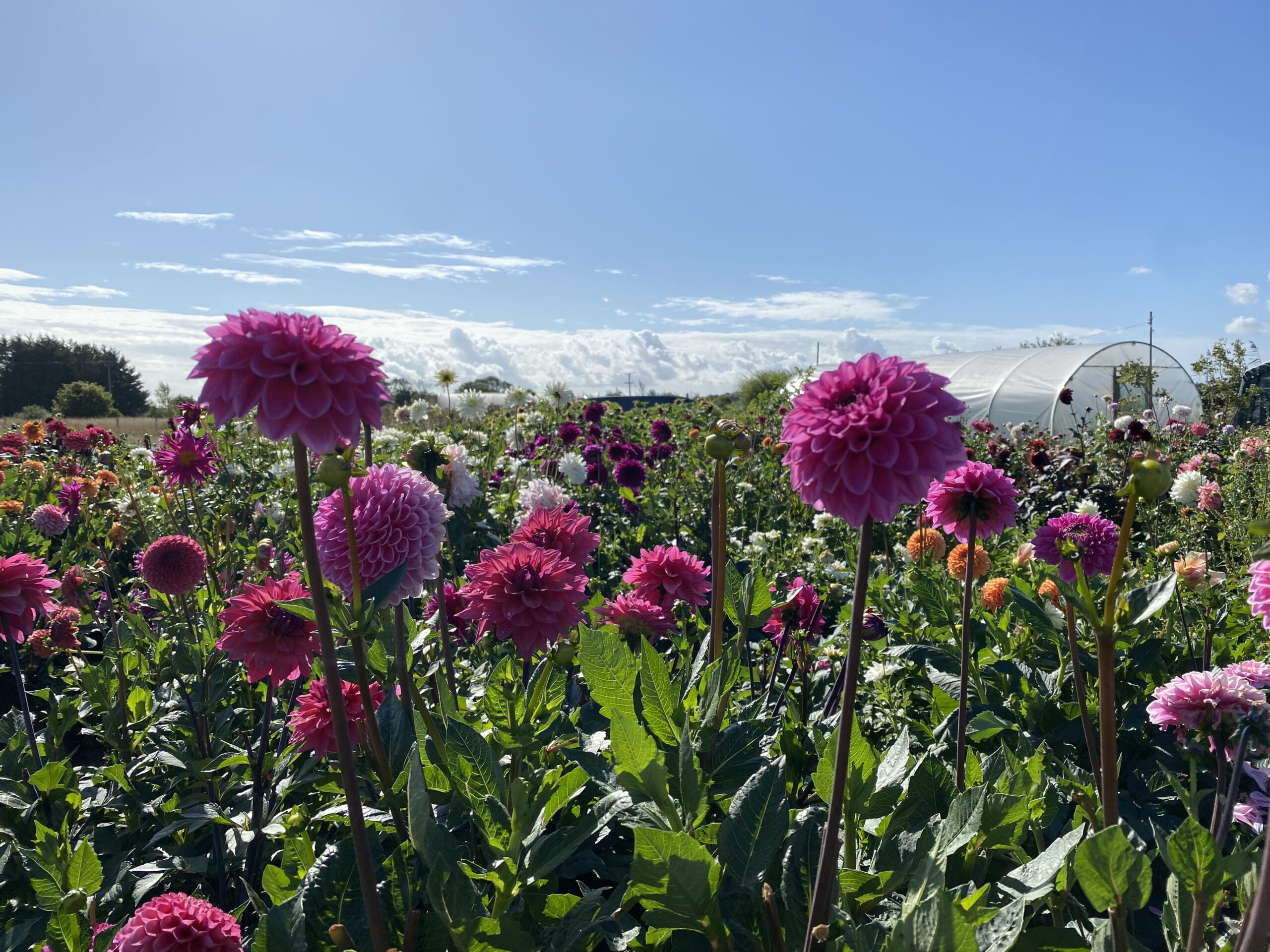 Dahlias growing at The Darling Buds of Wade