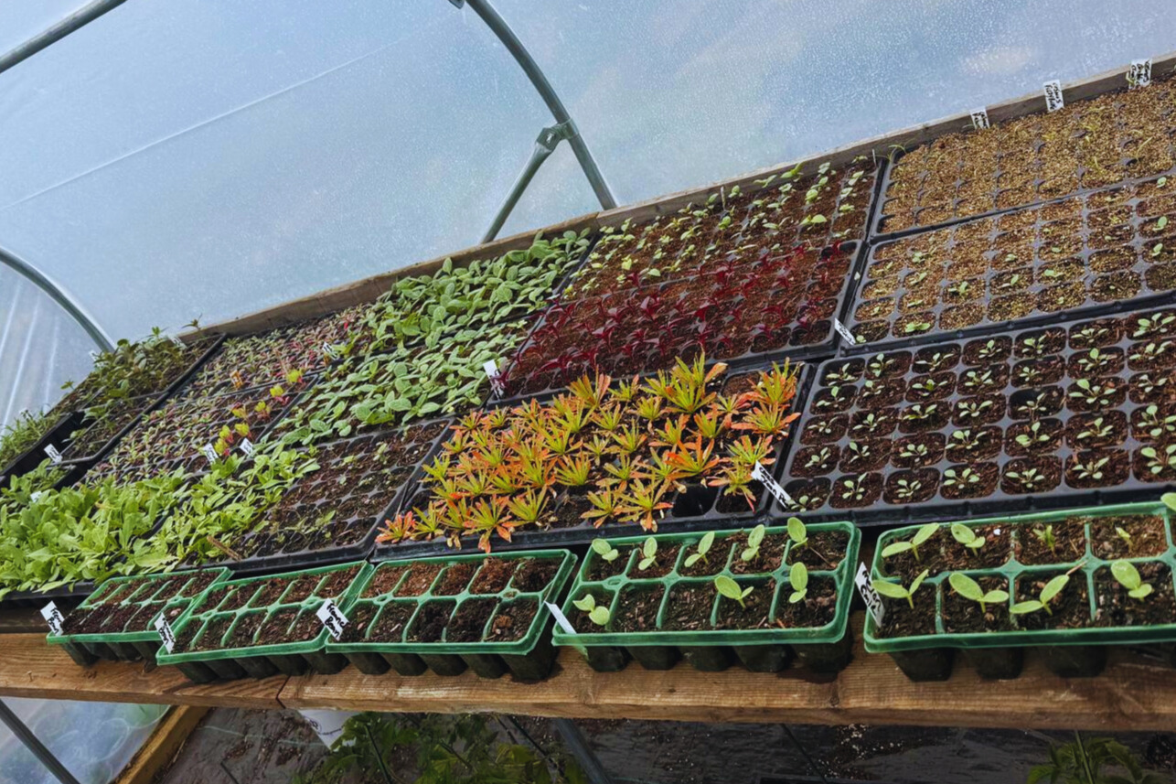 The flower farm at The Darling Buds of Wade