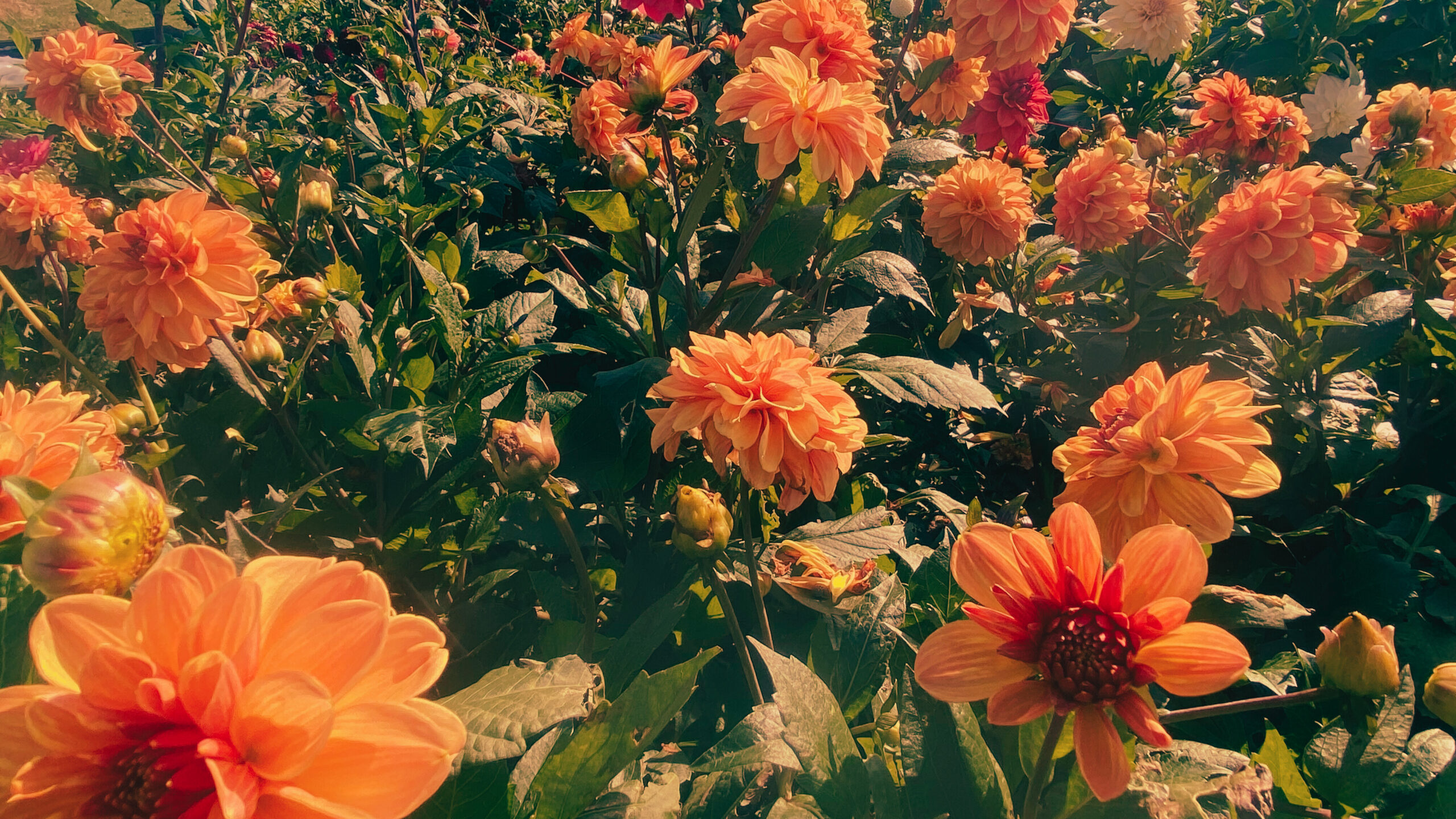 Dahlia blooms in season